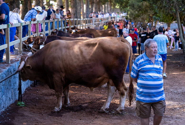 260915_fiestas_manzana3