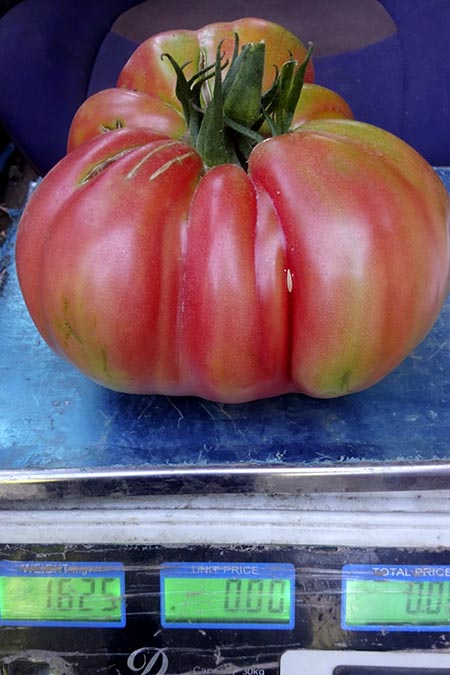 200903 tomate gigante