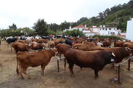 fiesta san vicente 2016